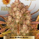 Dos Si Dos Auto (Feminized) - Barney's Farm