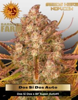 Dos Si Dos Auto (Feminized) (space) Barney's Farm