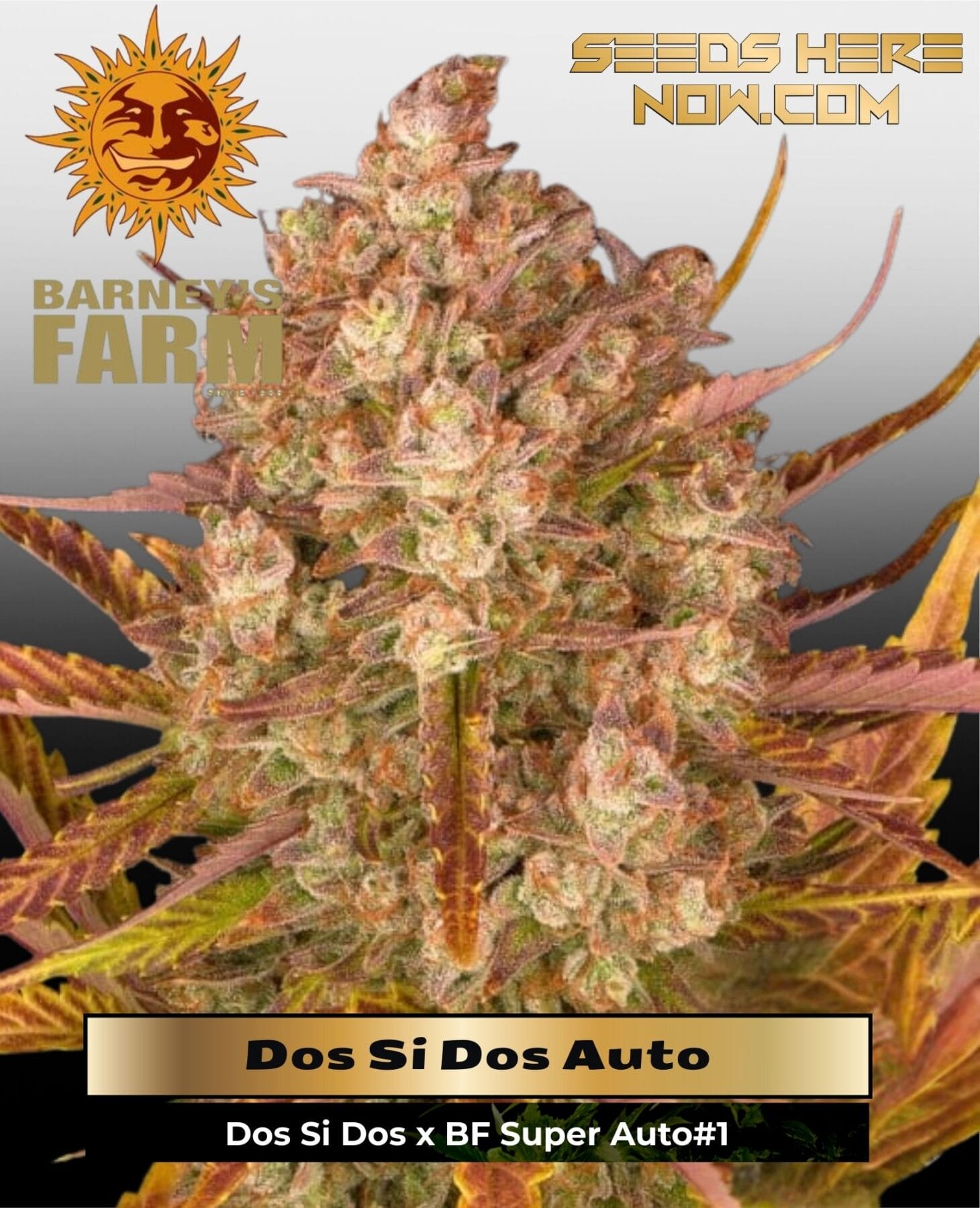 Dos Si Dos Auto (Feminized) - Barney's Farm