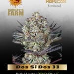 Dos Si Dos 33 (Feminized) - Barney's Farm