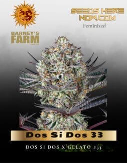 Dos Si Dos 33 (Feminized) (space) Barney's Farm