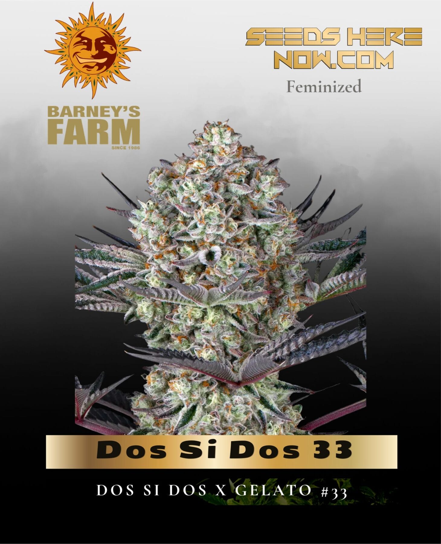 Dos Si Dos 33 (Feminized) - Barney's Farm
