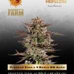 Frosted Zinn x 3 Bears OG Auto (Feminized) - Barney's Farm