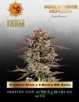 Frosted Zinn x 3 Bears OG Auto Feminized Seeds (space) Barney's Farm