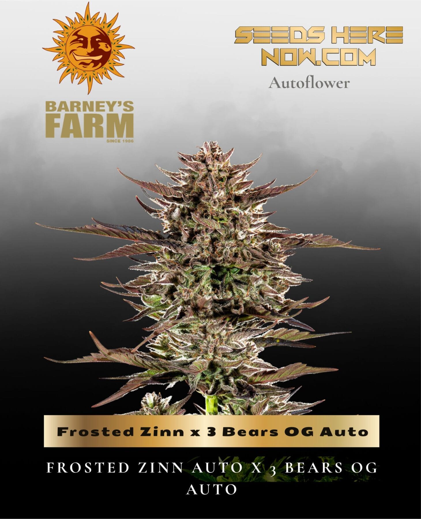 Frosted Zinn x 3 Bears OG Auto Feminized Seeds - Barney's Farm