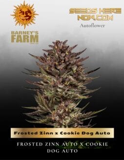 Frosted Zinn x Cookie Dog Auto Feminized Seeds (space) Barney's Farm