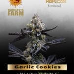 Garlic Cookies (Feminized) - Barney's Farm