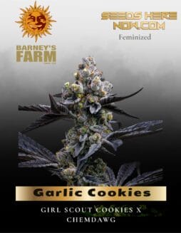 Garlic Cookies Feminized Seeds (space) Barney's Farm