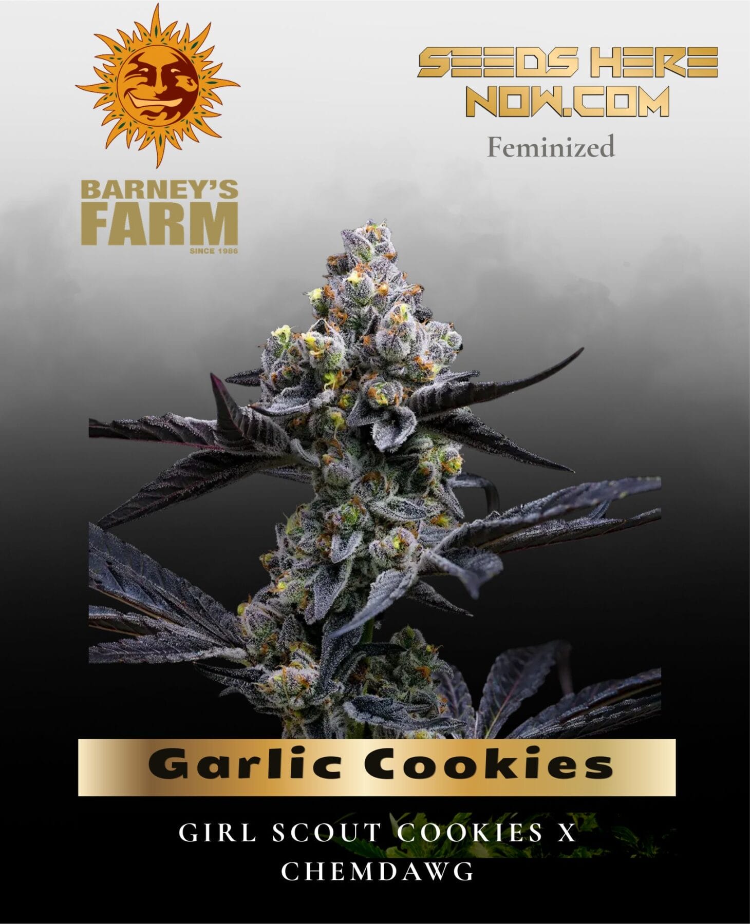 Garlic Cookies Feminized Seeds - Barney's Farm
