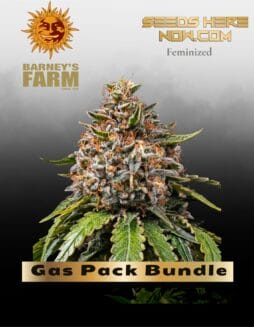 Gas Pack Bundle Feminized Seeds (space) Barney's Farm