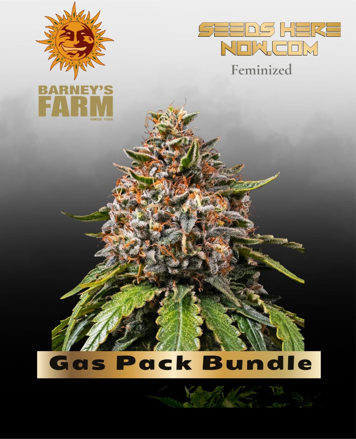 Gas Pack Bundle Feminized Seeds - Barney's Farm