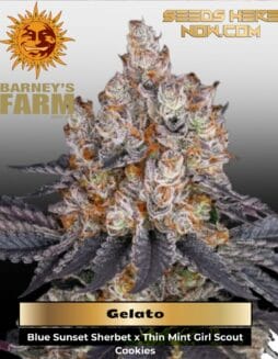 Gelato (Feminized) (space) Barney's Farm