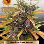 Gorilla Glue Auto (Feminized) - Barney's Farm