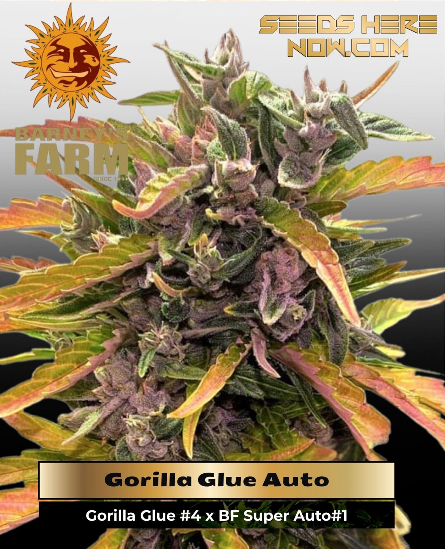 Gorilla Glue Auto (Feminized) - Barney's Farm