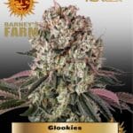 Glookies (Feminized) - Barney's Farm