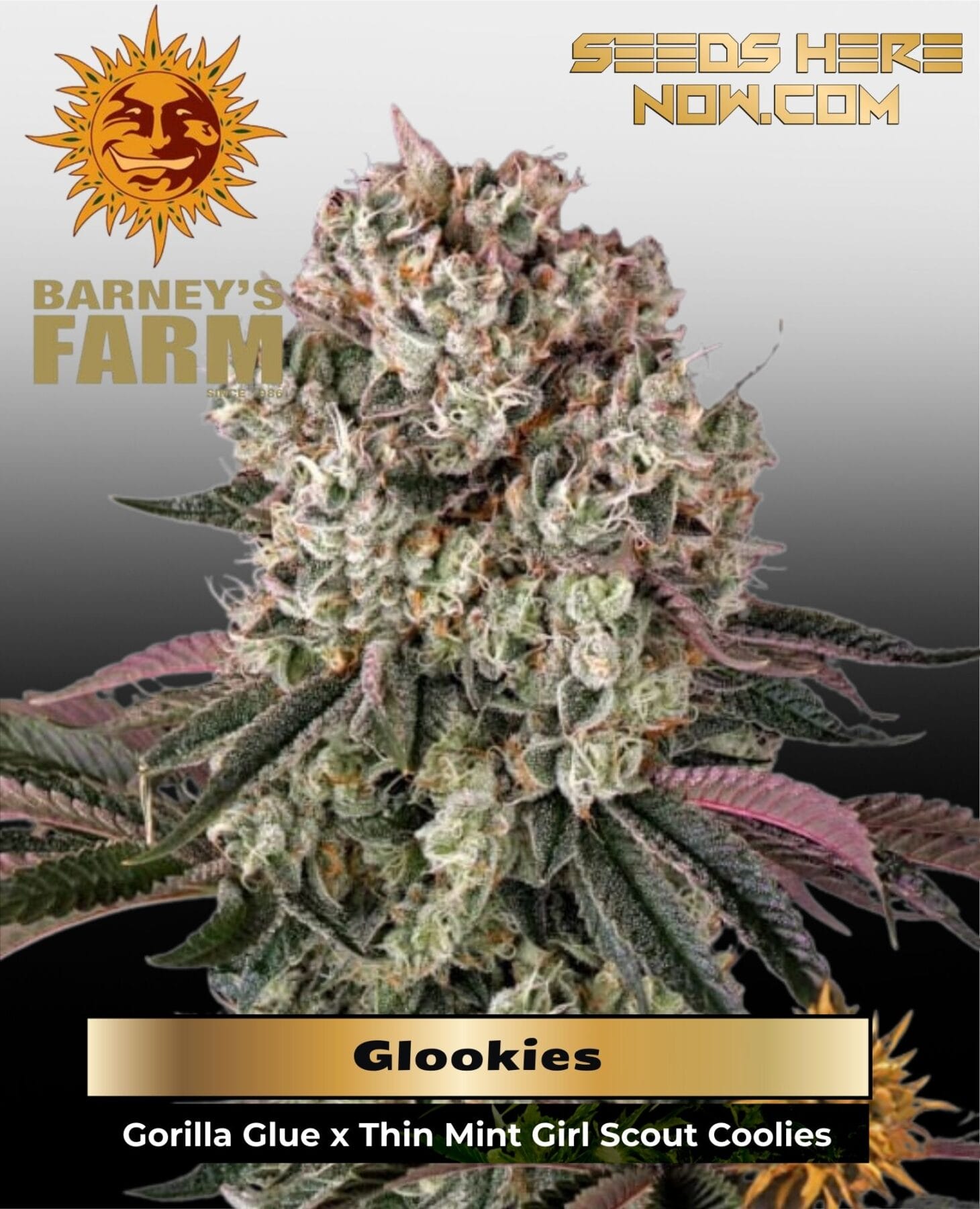 Glookies (Feminized) - Barney's Farm