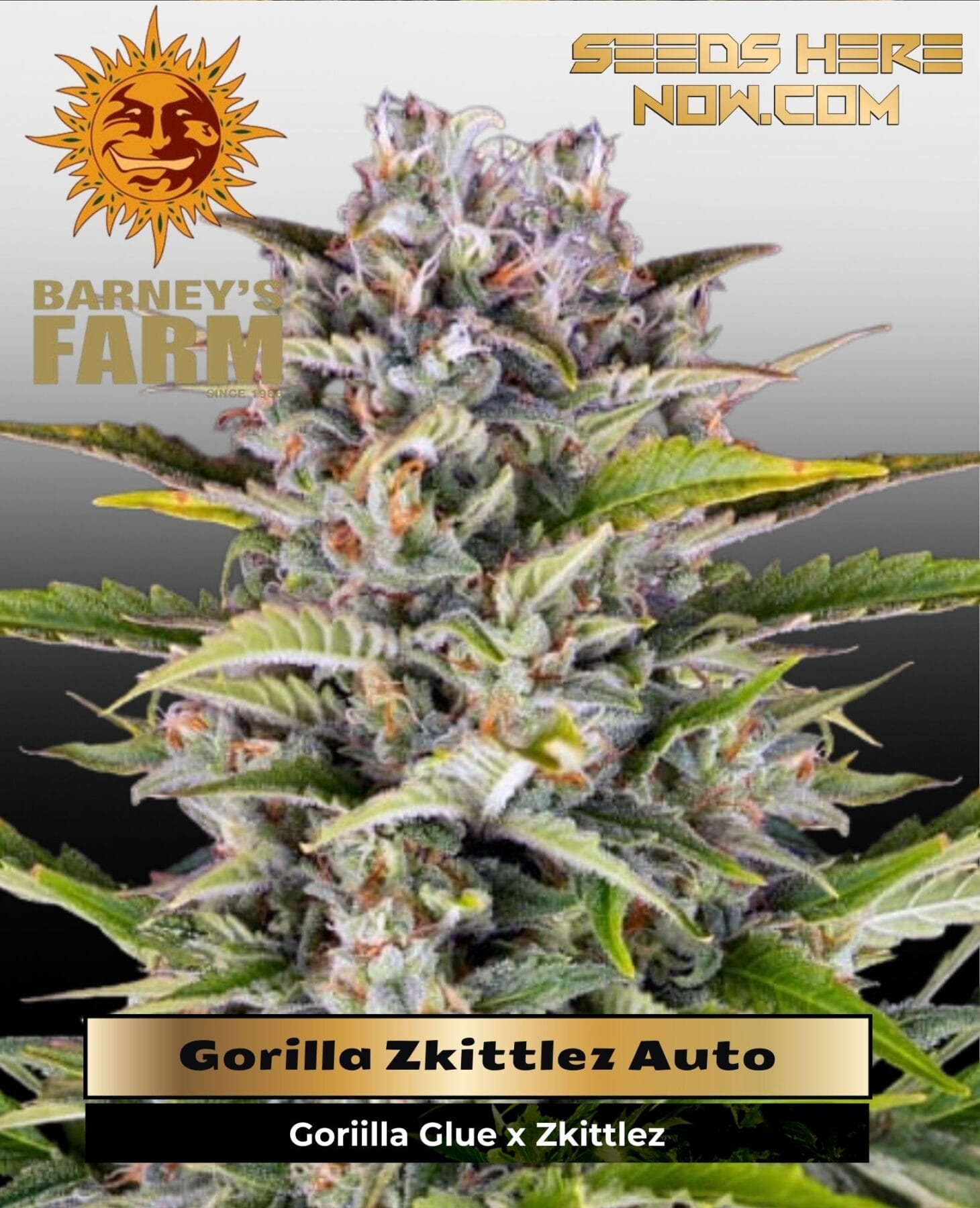 Gorilla Zkittlez Auto (Feminized) - Barney's Farm