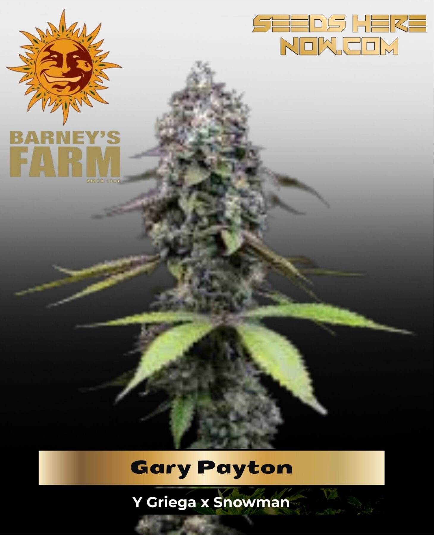 Gary Payton Feminized Seeds - Barney's Farm