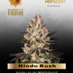 Hindu Kush (Feminized) - Barney's Farm