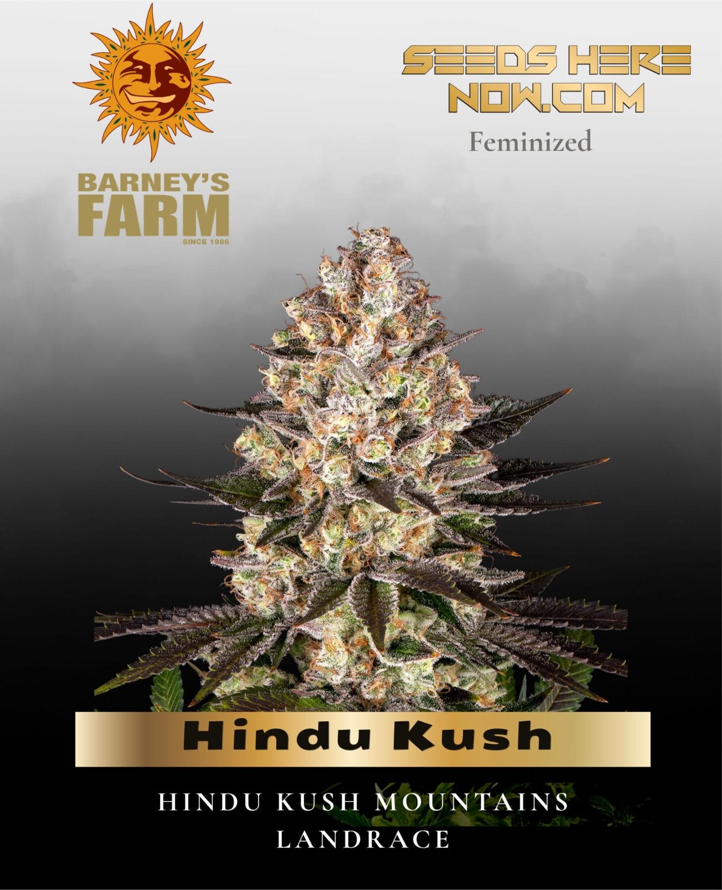 Hindu Kush Feminized Seeds - Barney's Farm