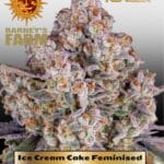 Ice Cream Cake Feminised Seed - Barney's Farm