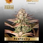 Jealousy (Feminized) - Barney's Farm