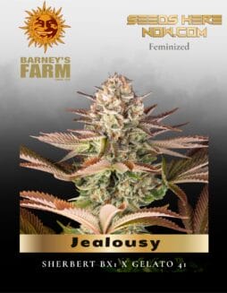 Jealousy Feminized Seeds (space) Barney's Farm