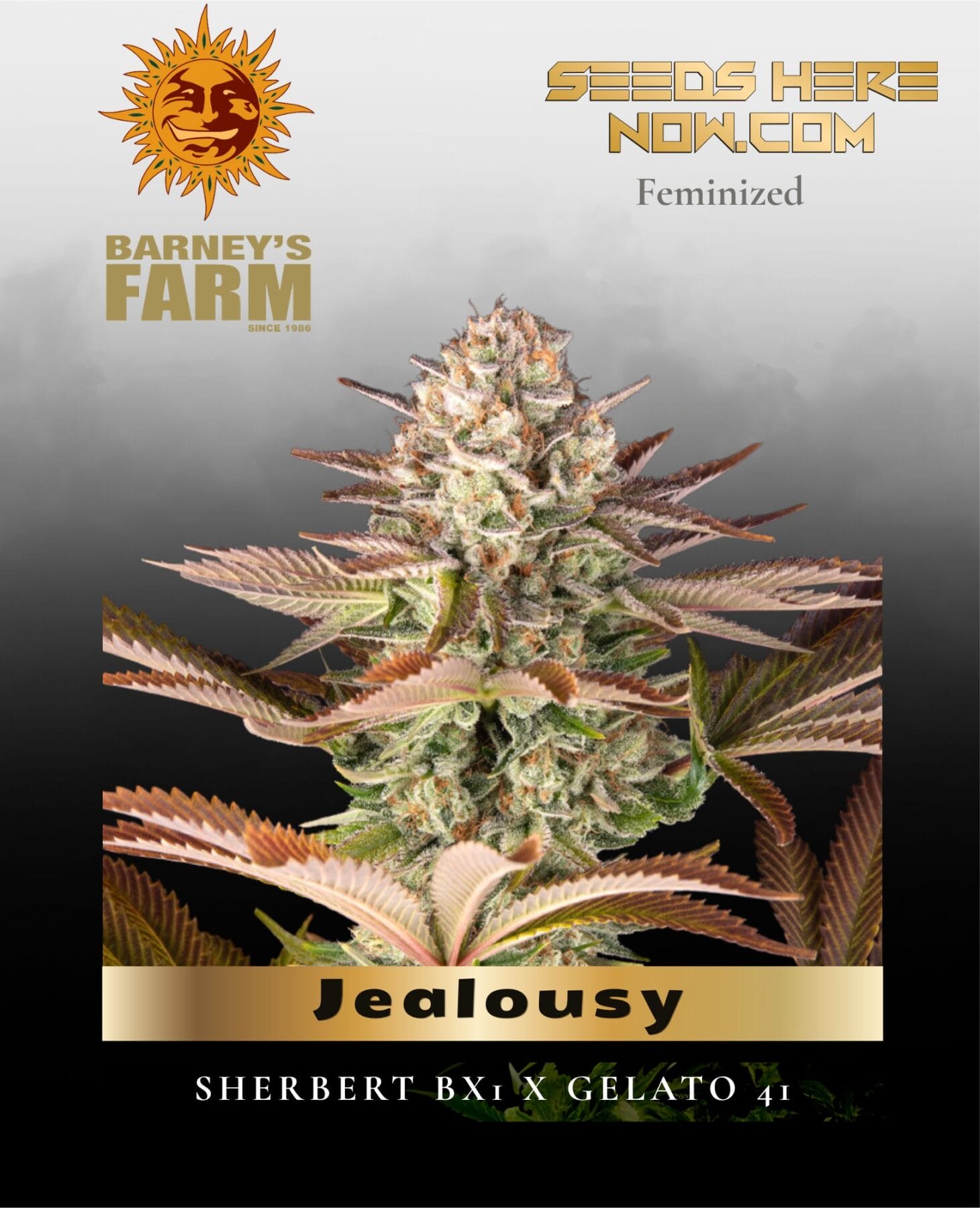 Jealousy Feminized Seeds - Barney's Farm