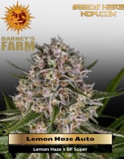 Lemon Haze Auto (Feminized) (space) Barney's Farm