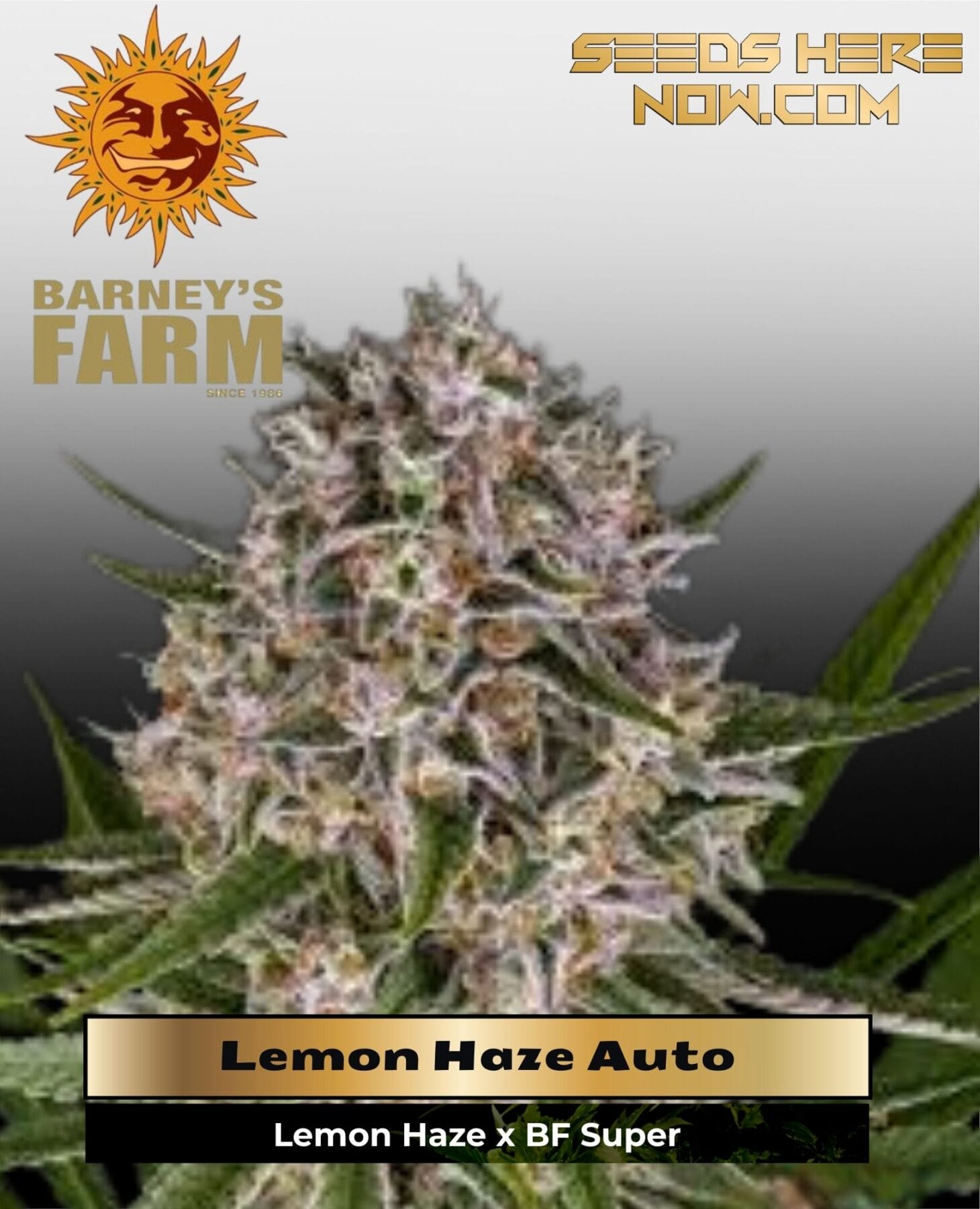 Lemon Haze Auto (Feminized) - Barney's Farm