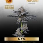 LFG (Feminized) - Barney's Farm