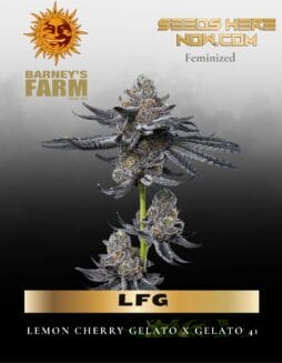 LFG Feminized Seeds (space) Barney's Farm