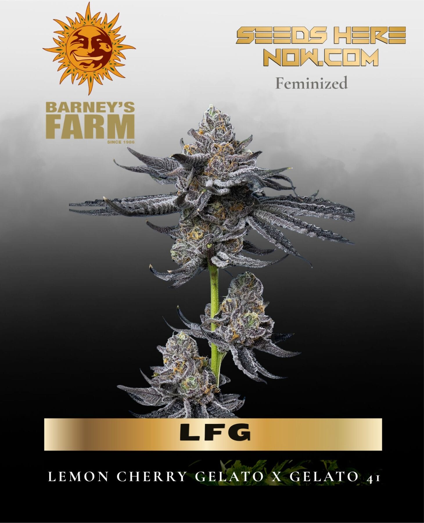 LFG Feminized Seeds - Barney's Farm