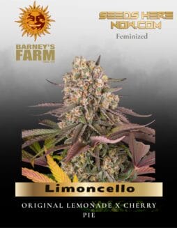 Limoncello Feminized Seeds (space) Barney's Farm