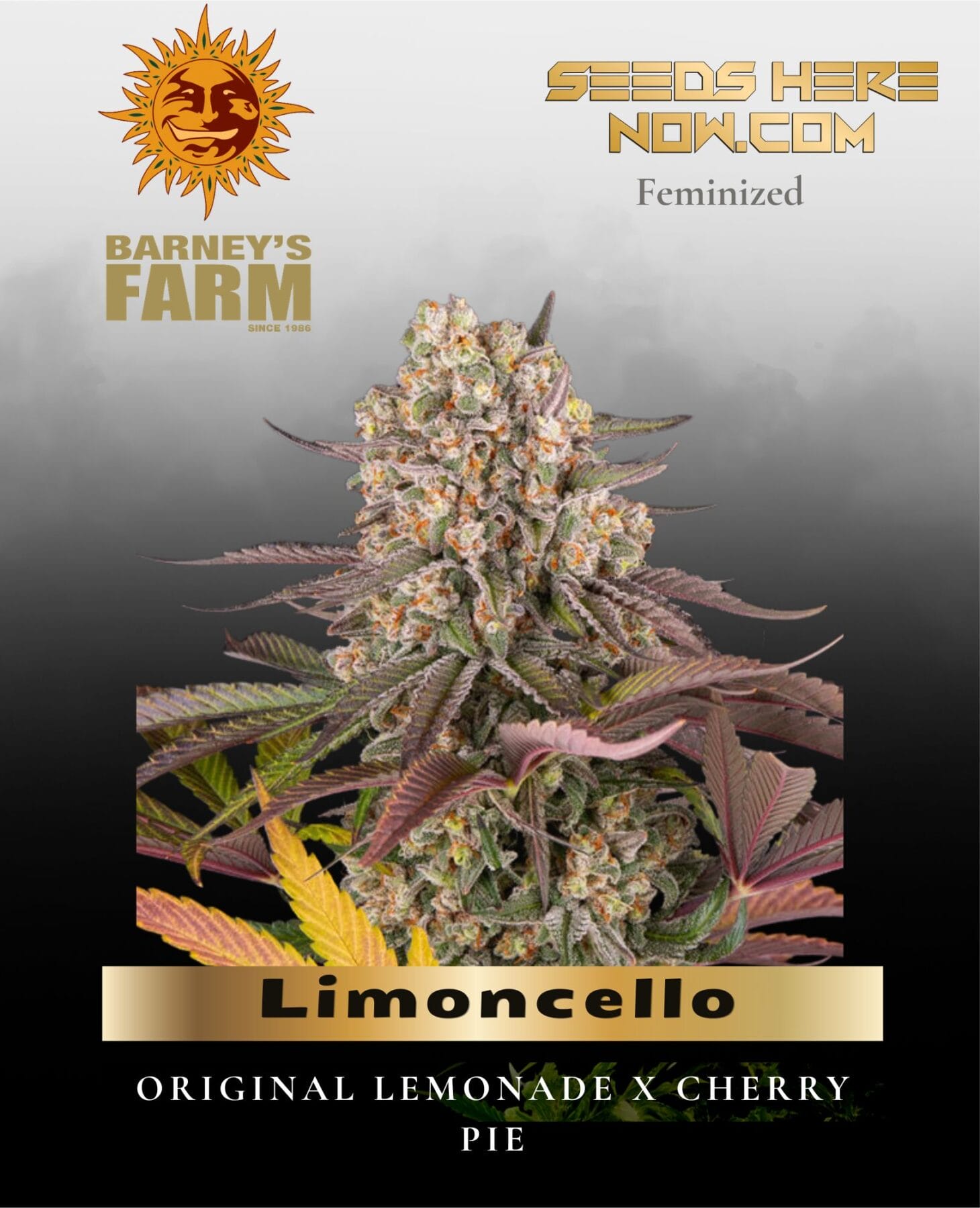 Limoncello Feminized Seeds - Barney's Farm