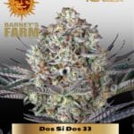 LSD Auto (Feminized) - Barney's Farm