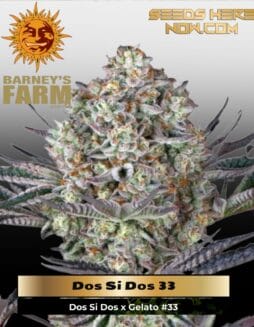 LSD Auto (Feminized) (space) Barney's Farm