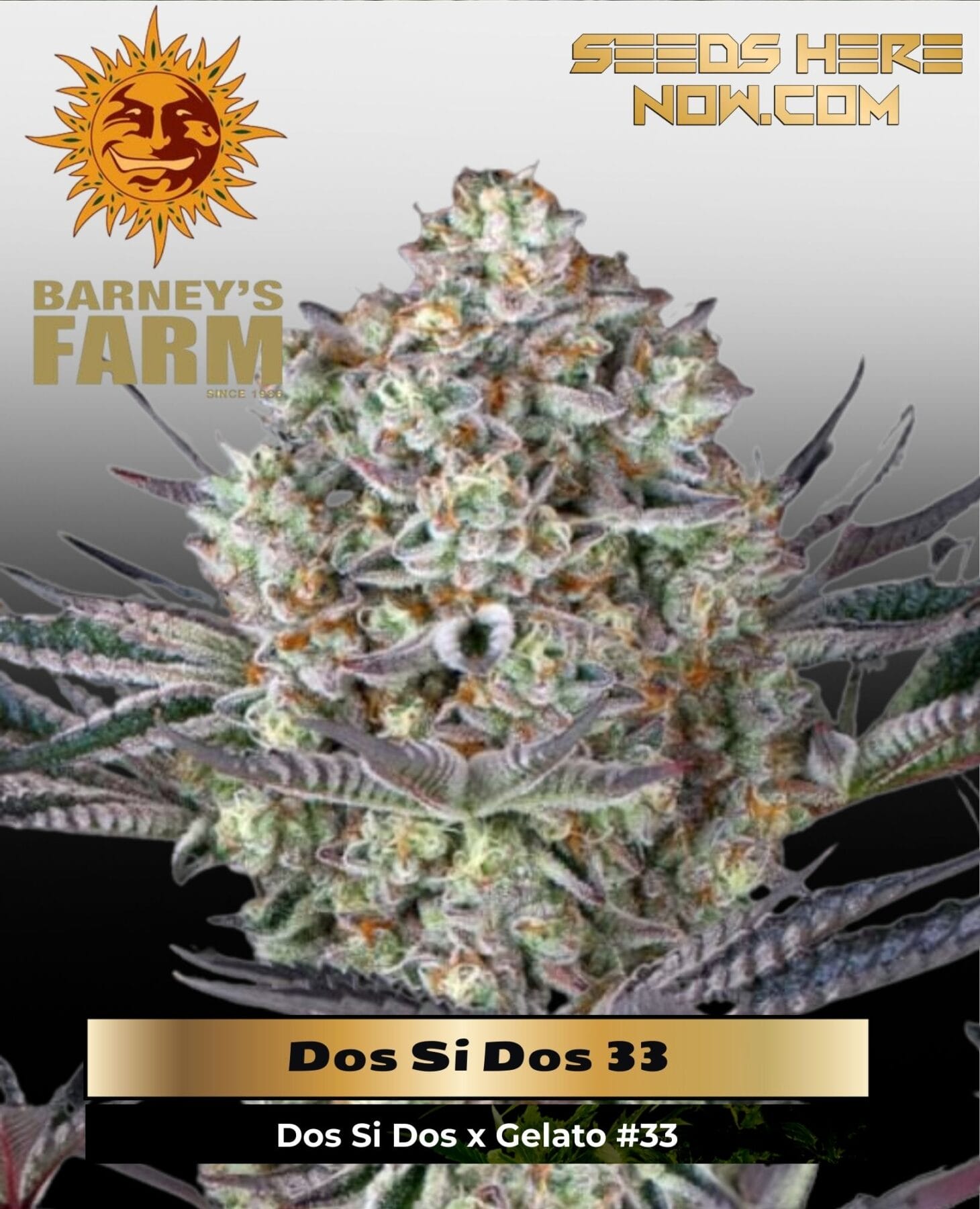 LSD Auto (Feminized) - Barney's Farm