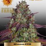 Mimosa EVO (Feminized) - Barney's Farm