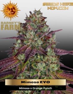 Mimosa EVO (Feminized) (space) Barney's Farm
