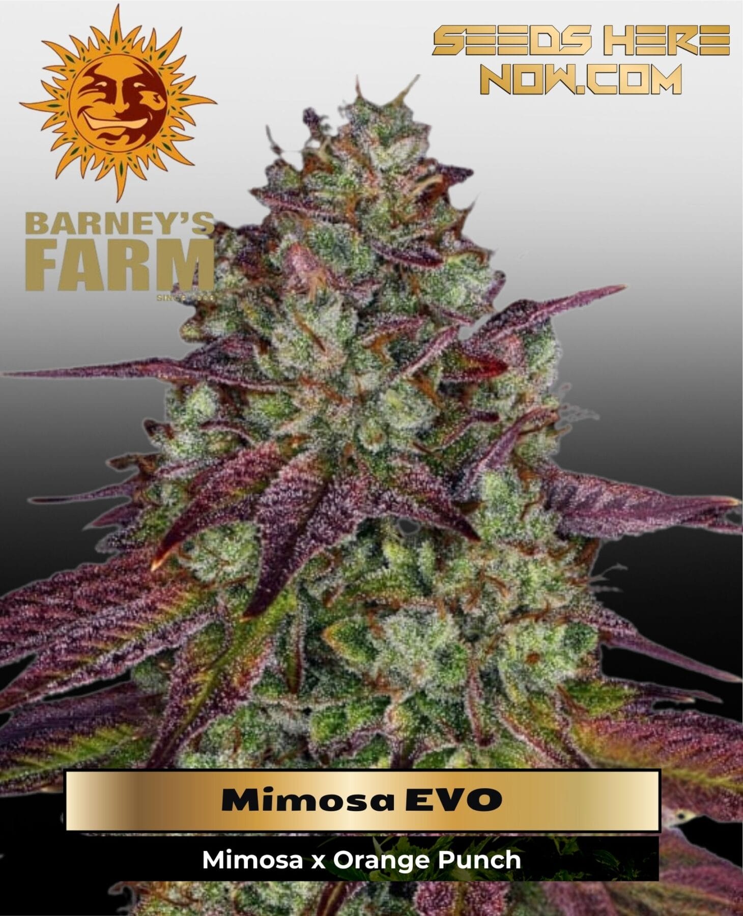 Mimosa EVO (Feminized) - Barney's Farm