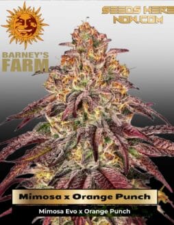 Mimosa x Orange Punch Auto (Feminized) (space) Barney's Farm