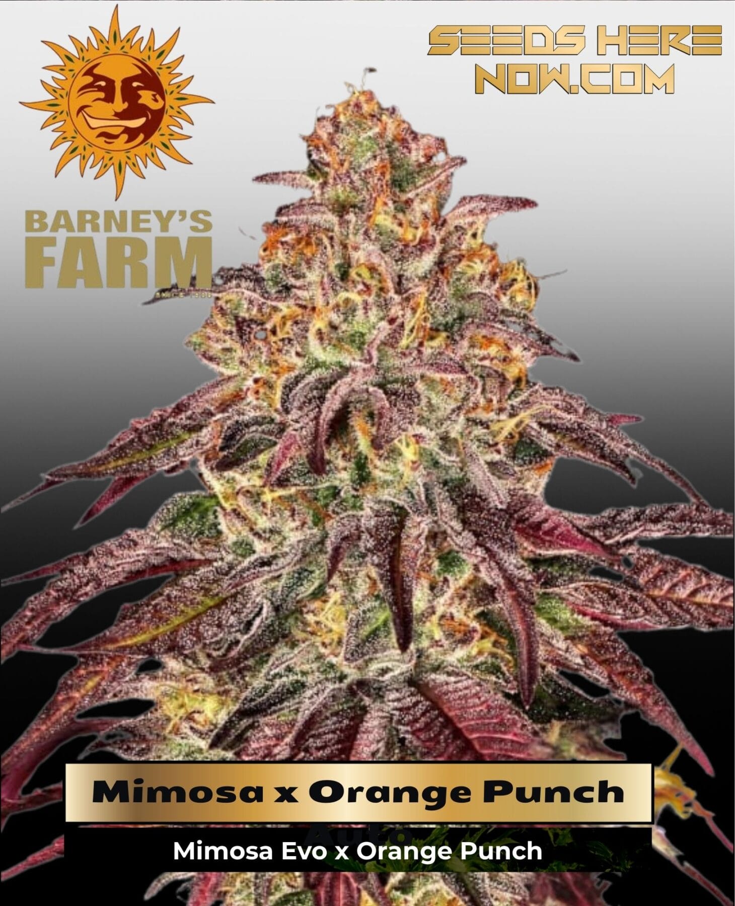 Mimosa x Orange Punch Auto (Feminized) - Barney's Farm