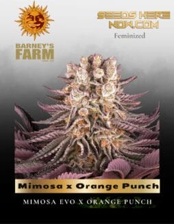 Mimosa x Orange Punch (Feminized) (space) Barney's Farm