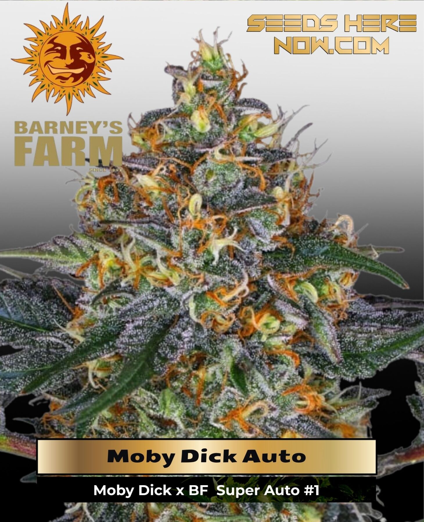 Moby Dick Auto (Feminized) - Barney's Farm