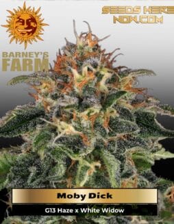 Moby Dick (Feminized) (space) Barney's Farm