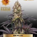 OG Kush (Feminized) - Barney's Farm