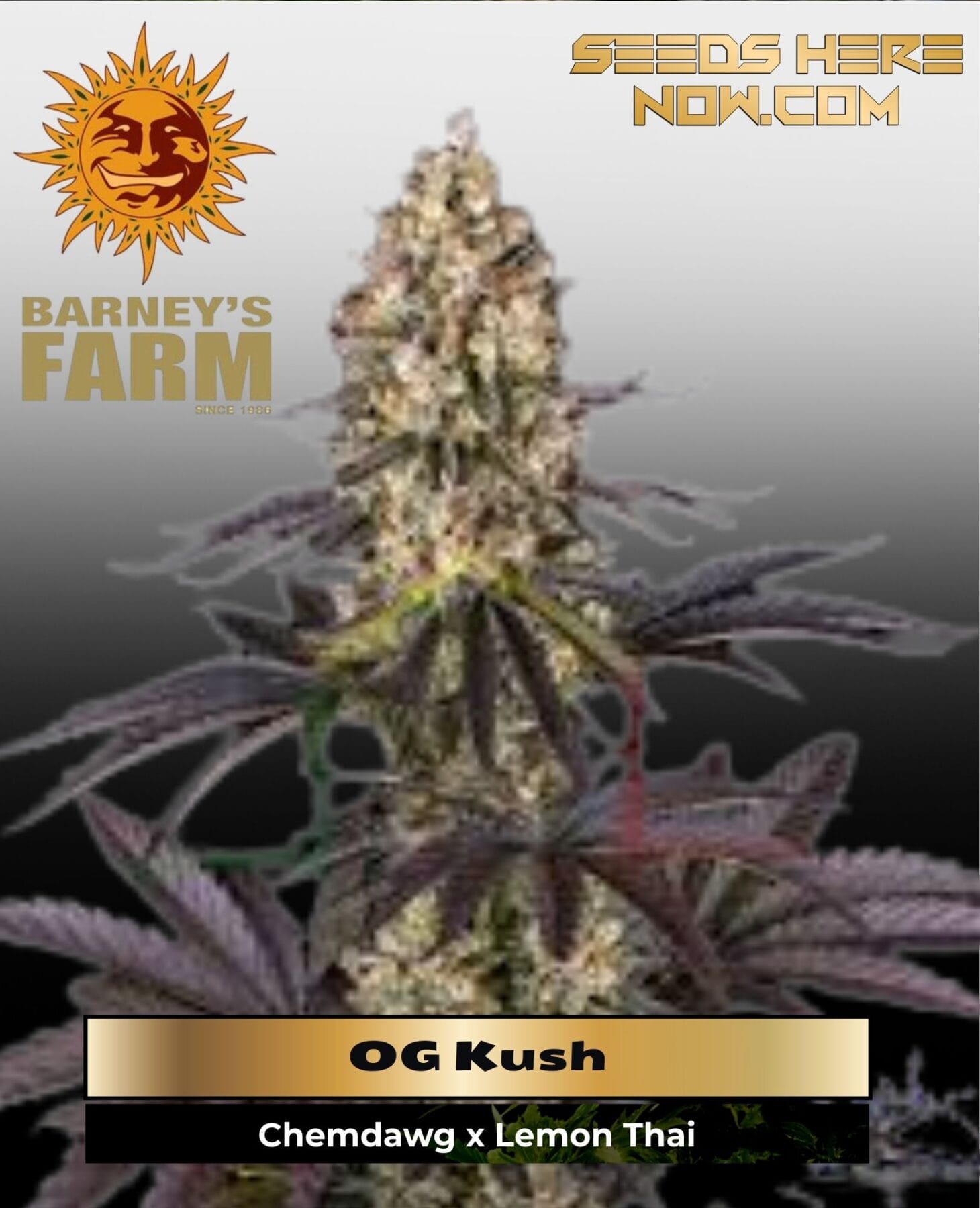 OG Kush (Feminized) - Barney's Farm