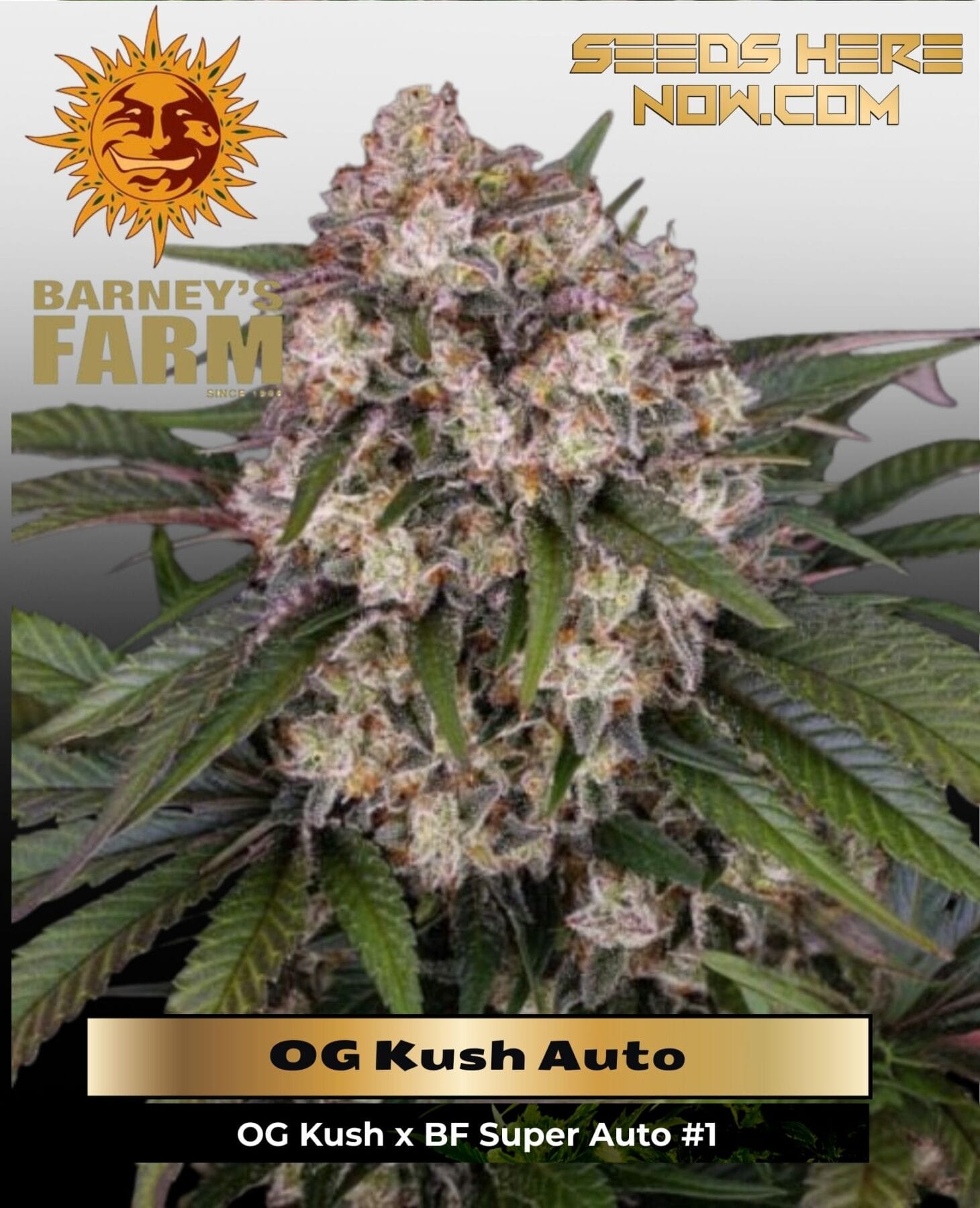 OG Kush Auto (Feminized) - Barney's Farm