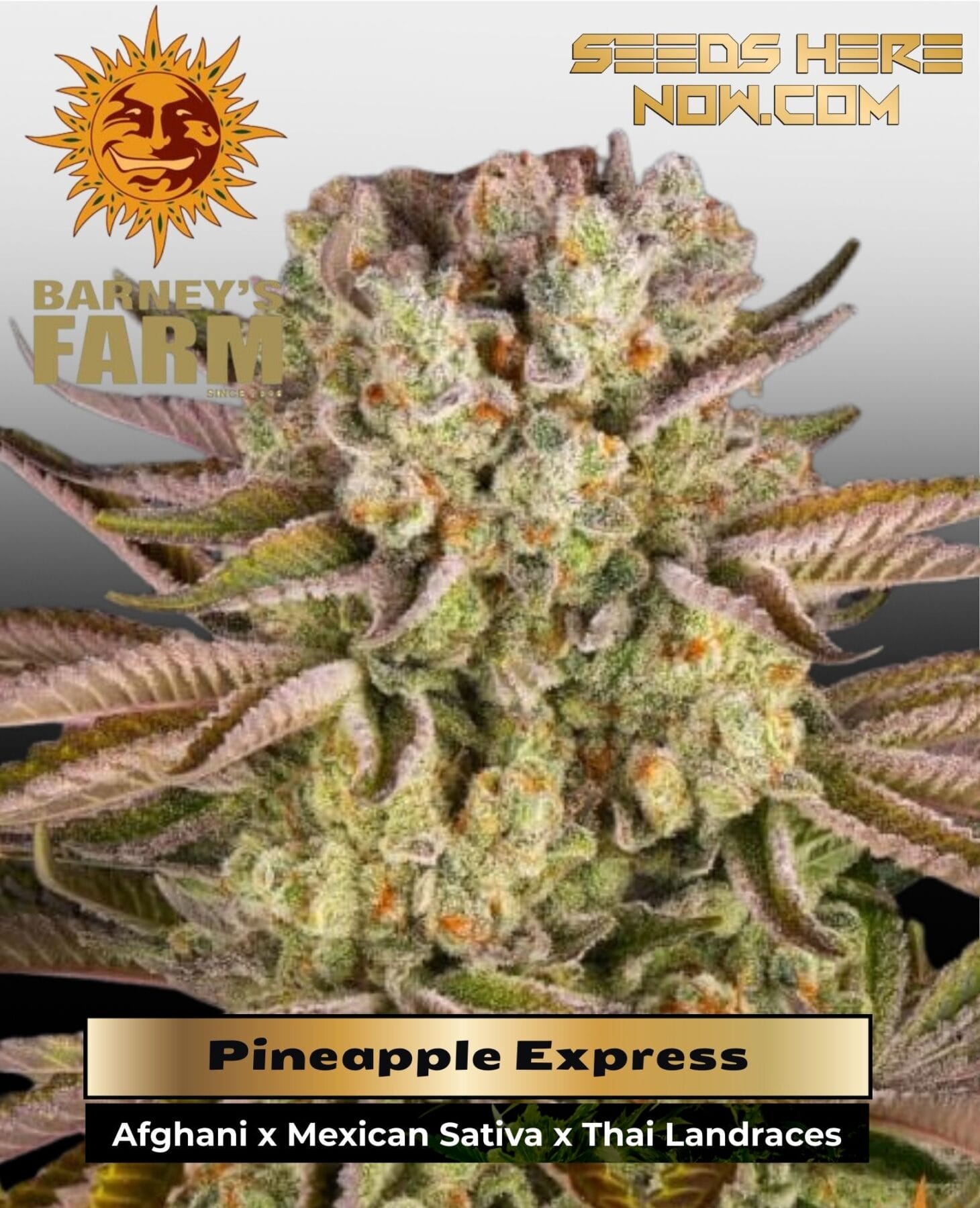 Pineapple Express (Feminized) - Barney's Farm